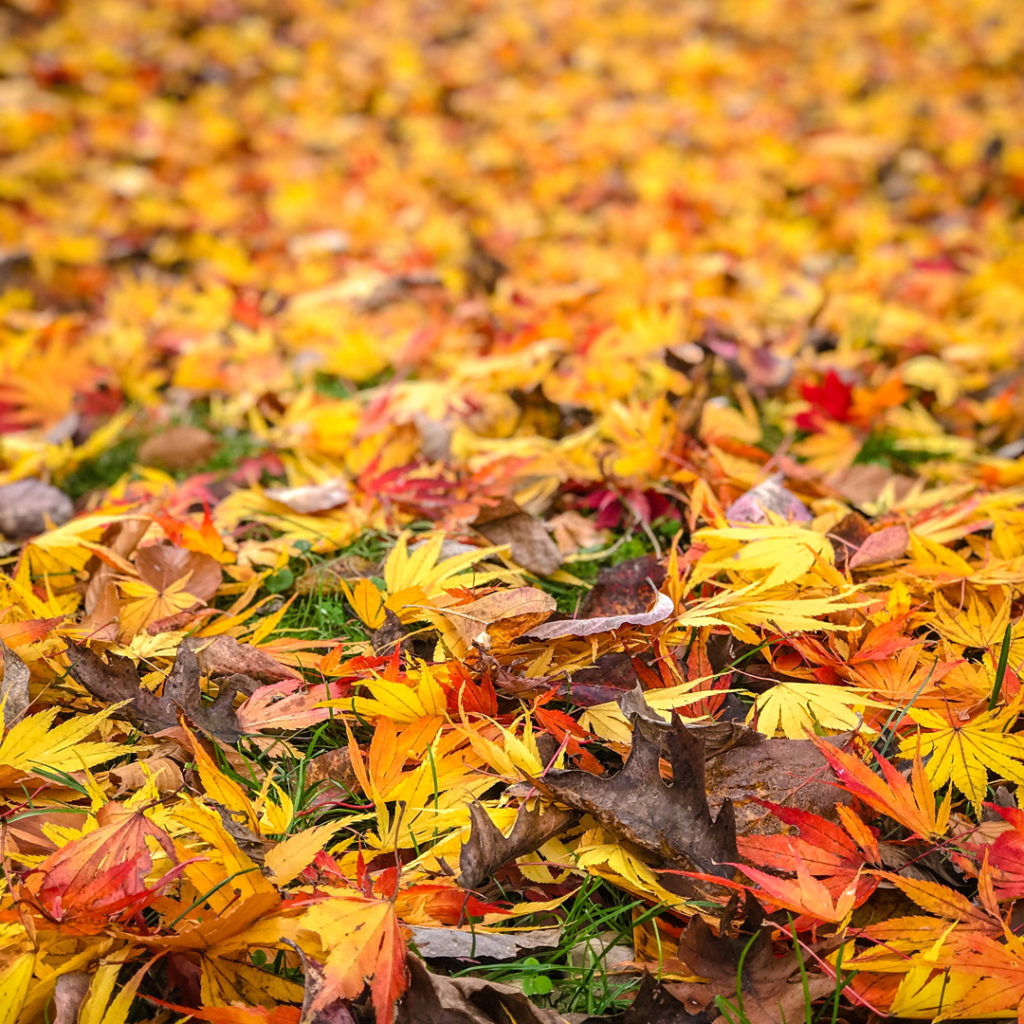 Fall Splendor @ CoSM